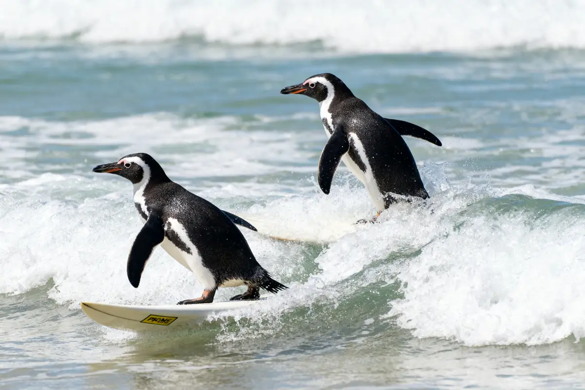 Pingouins et surf : Découvrez ces surfeurs insolites en action